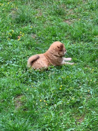 Chow Chow Weibchen sucht zuhause