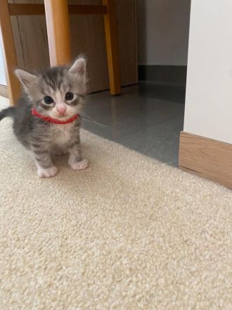 Reinrassige Maine Coon Kitten