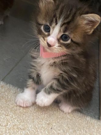 Reinrassige Maine Coon Kitten