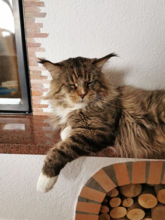 Reinrassige Maine Coon Kitten