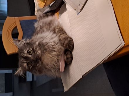 Reinrassige Maine Coon Kitten