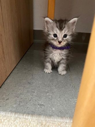 Reinrassige Maine Coon Kitten