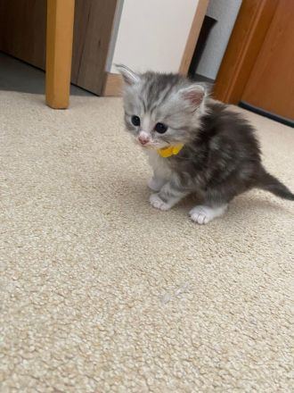 Reinrassige Maine Coon Kitten