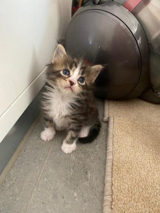 Reinrassige Maine Coon Kitten
