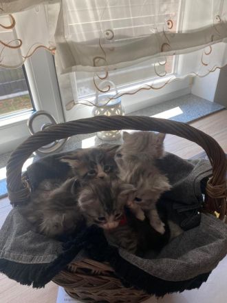 Reinrassige Maine Coon Kitten