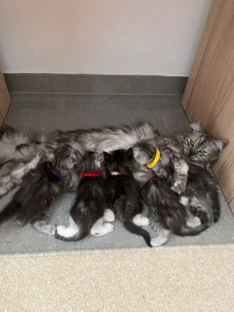 Reinrassige Maine Coon Kitten