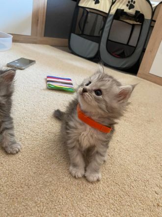 Reinrassige Maine Coon Kitten