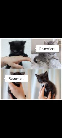 Babykatzen suchen ein neues Zuhause.