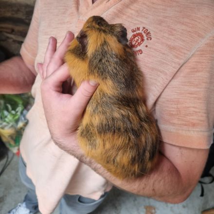 türkisch Van Katzenkinder