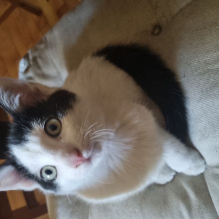 türkisch Van Katzenkinder