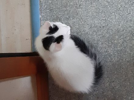 türkisch Van Katzenkinder