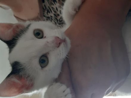 türkisch Van Katzenkinder