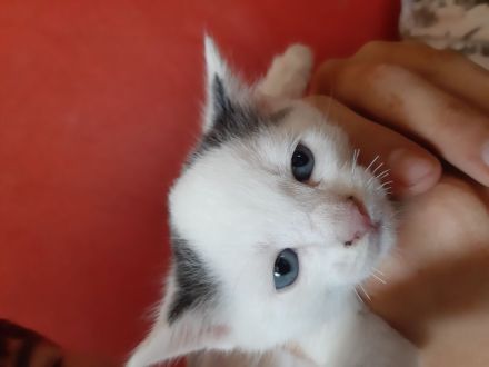 türkisch Van Katzenkinder