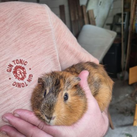 türkisch Van Katzenkinder