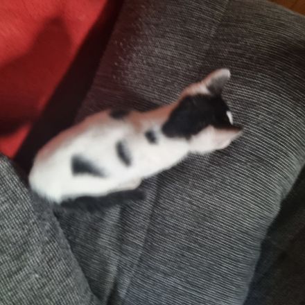 türkisch Van Katzenkinder