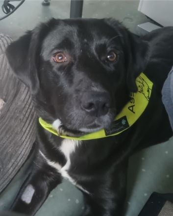 Aussidor-Welpen mit Eignung als Assistenzhund Therapiehund Familienhund