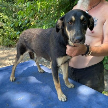 Fleki- LabradorSchäferhund Mix- ca. 50cm