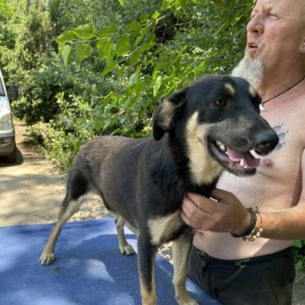 Fleki- LabradorSchäferhund Mix- ca. 50cm