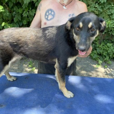 Fleki- LabradorSchäferhund Mix- ca. 50cm