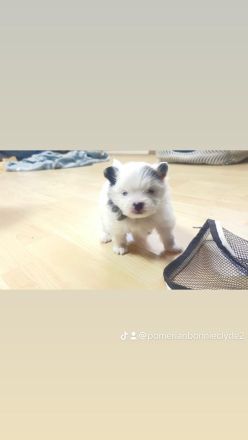 Pomeranian boo mini