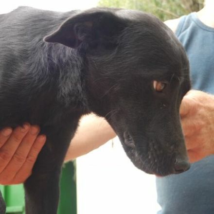 Samu-TerrierMix- Rüde-ca 50cm