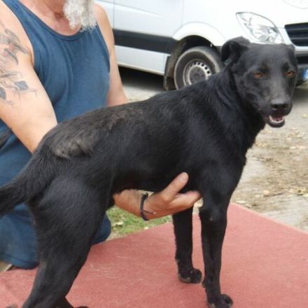 Samu-TerrierMix- Rüde-ca 50cm