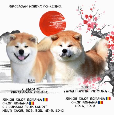 Wundervoller flauschiger Akita-Welpe