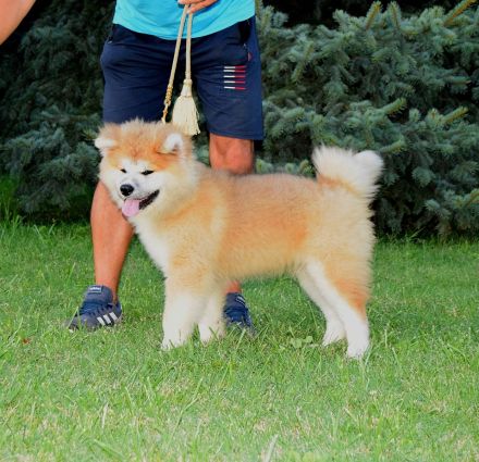 Wundervoller flauschiger Akita-Welpe