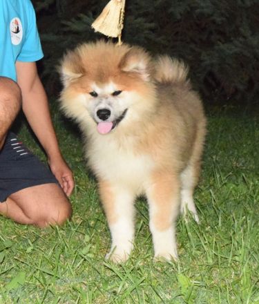 Wundervoller flauschiger Akita-Welpe