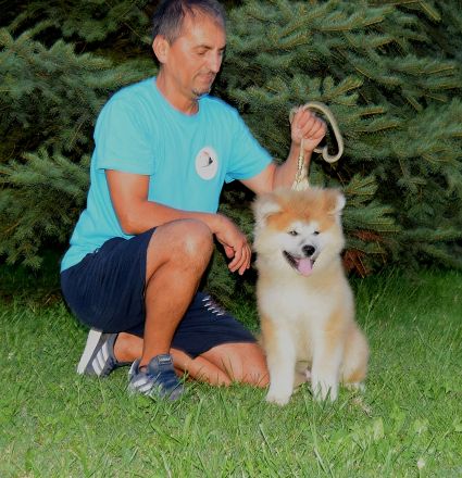 Wundervoller flauschiger Akita-Welpe