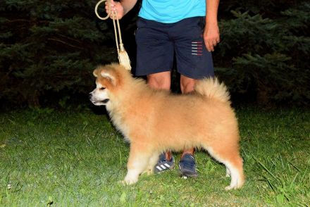 Wundervoller flauschiger Akita-Welpe