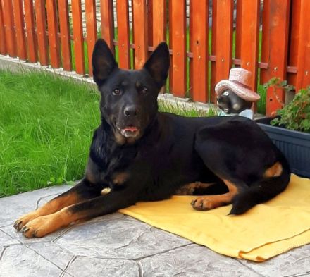 Schäferhündin, liebe, bereits kastrierte Jessy vom Züchtersohn ausgesetzt, sucht ein Heim bei tierli