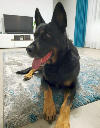 Schäferhündin, liebe, bereits kastrierte Jessy vom Züchtersohn ausgesetzt, sucht ein Heim bei tierli