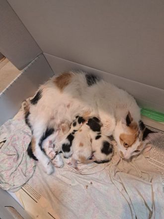 Rumänischer Schäferhund de Bucovina mit American Akita