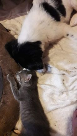 Rumänischer Schäferhund de Bucovina mit American Akita