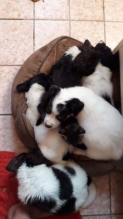 Rumänischer Schäferhund de Bucovina mit American Akita