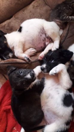 Rumänischer Schäferhund de Bucovina mit American Akita