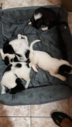 Rumänischer Schäferhund de Bucovina mit American Akita