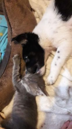 Rumänischer Schäferhund de Bucovina mit American Akita