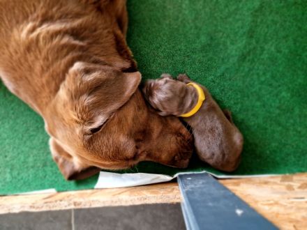 2 Wochen alte Labradorwelpen zu verkaufen (Abgabe ab 14.08.2023)^