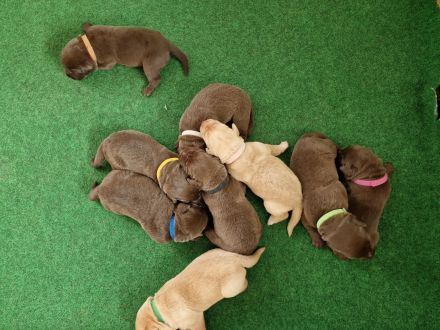 2 Wochen alte Labradorwelpen zu verkaufen (Abgabe ab 14.08.2023)^