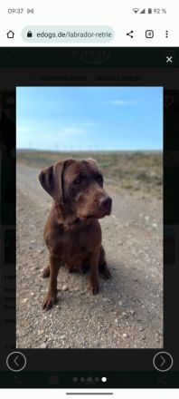 2 Wochen alte Labradorwelpen zu verkaufen (Abgabe ab 14.08.2023)^