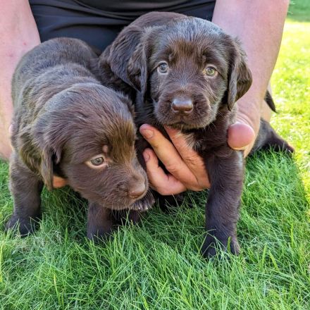 Deutsch - Langhaar Welpen