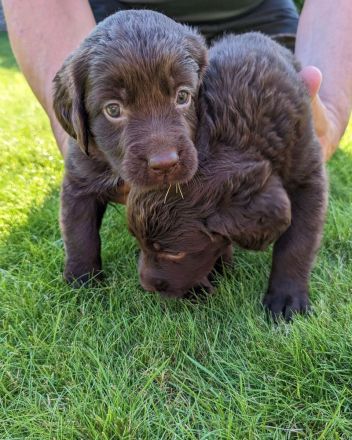 Deutsch - Langhaar Welpen