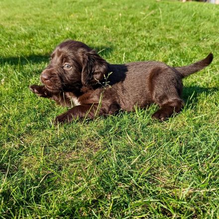 Deutsch - Langhaar Welpen