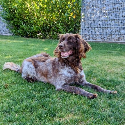 Deutsch - Langhaar Welpen