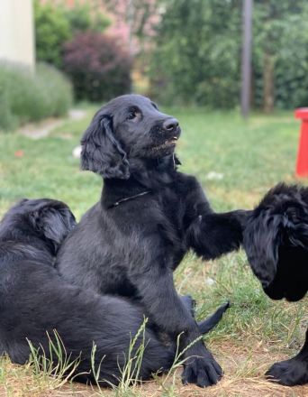 Flat Coated Retriever der FCI, der bereit zur Abholung ist. Er kommt mit einem Reisepas