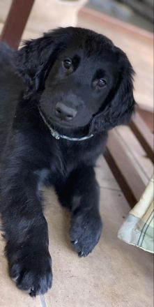 Flat Coated Retriever der FCI, der bereit zur Abholung ist. Er kommt mit einem Reisepas