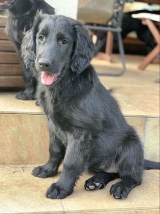 Flat Coated Retriever der FCI, der bereit zur Abholung ist. Er kommt mit einem Reisepas