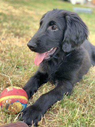 Flat Coated Retriever der FCI, der bereit zur Abholung ist. Er kommt mit einem Reisepas